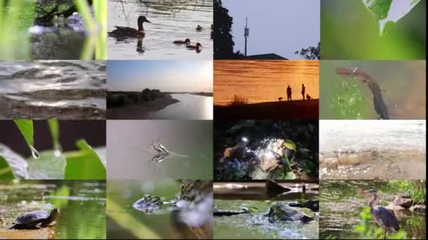 Collage Animado Videos Agua Muestra Múltiples Videos Superficie Agua Clips — Vídeo de stock