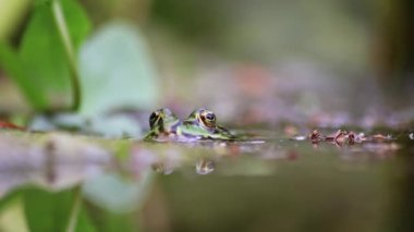 Bahçe havuzundaki büyük yeşil kurbağa su yüzeyindeki yakın plan makro manzaralı bahçe biyopolunda kurbağa gözleri ve ilkbaharda çiftleşen amfibiler için cennet yaşam alanı böcekler için yararlı hayvanları bekliyor.