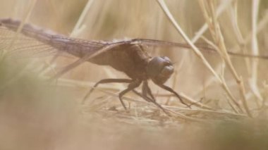 Böcek avından önce gün ışığında ısınmak için yerde oturan büyük yusufçuk odonata yaz mevsiminde yakın çekim makro görüntüsünde toprak filigran kanatlarında saklanan yararlı bir böcek gibi dikkatli görünüyor.