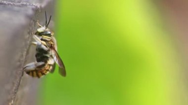 Kabarık arı makrosu ve dinlenen işçi arı ya da kraliçe arı yakın çekim makro görünümlü kanatlarını çırpıyor ve kıvırcık saçlarını tarıyor bal arısı gözü ve vücudunun tozlaşma için yararlı bir böcek olduğunu gösteriyor.