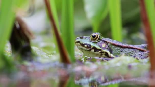 庭の池に隠れている大きな緑のカエルは マクロビューの庭のビオトープと春に獲物の動物を待っている両生類のための牧歌的な生息地でカエルの目を示しています — ストック動画