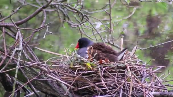 둥지에서 둥지에 둥지를 둥지를 새끼들을 키우거나 병아리들을 요리하거나 정원의 연못에서 — 비디오