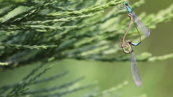 Schönes Tierisches Paar Blauer Und Grüner Libellen Das Sich Freier — Stockvideo