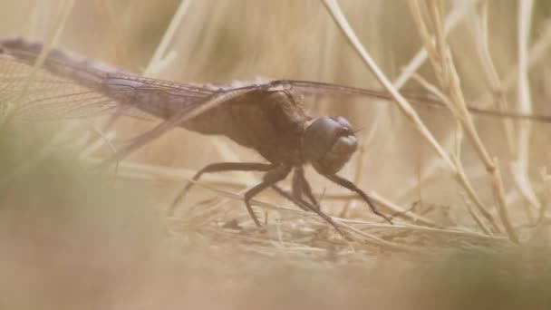 大蜻蜓坐在地上晒太阳 然后捕食昆虫 作为有益的昆虫躲藏在小径上的地面丝状翅膀上 — 图库视频影像