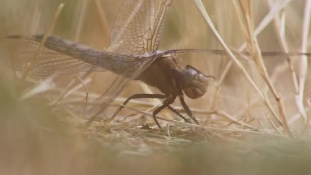 大蜻蜓坐在地上晒太阳 然后捕食昆虫 作为有益的昆虫躲藏在小径上的地面丝状翅膀上 — 图库视频影像