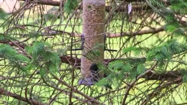 Hanging Bird Feeder Different Birds Blue Tits Great Spotted Woodpecker — Stockvideo