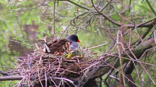 与雏鸟和雏鸟在鸟巢中繁殖 或与雏鸟在花园池塘中交配 就像湿地中的水鸟与成年母亲在湖滨孵蛋一样 在近距离观察 — 图库视频影像
