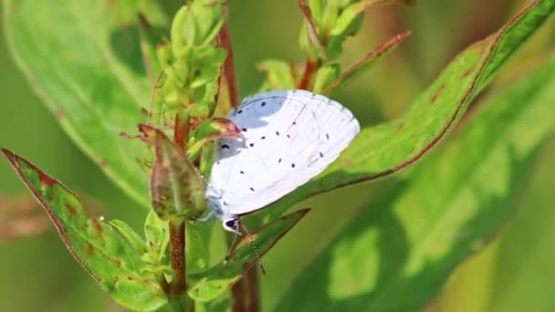 Fehér Pillangó Porolás Egy Virág Nyáron Mutatja Filigrán Szárnyak Környezet — Stock videók