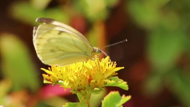 白色蝴蝶在花朵上撒粉 展示了丝绒翅膀和环保的宏观近景 还有大量的复制空间和草场上的昆虫细节 伴随着气候变化的花朵 — 图库视频影像