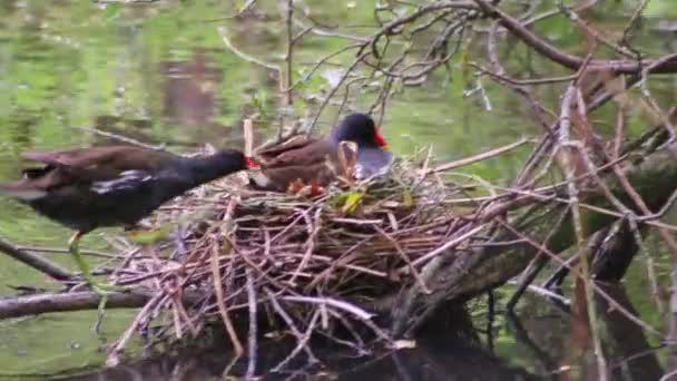 巣の中で巣の中で雛を繁殖させたり 庭の池の中で雛を育てたり 湿地の水鳥が成虫の母親と巣を見せ 近くの赤ちゃんのビューで湖の岸で孵化して世話をする — ストック動画