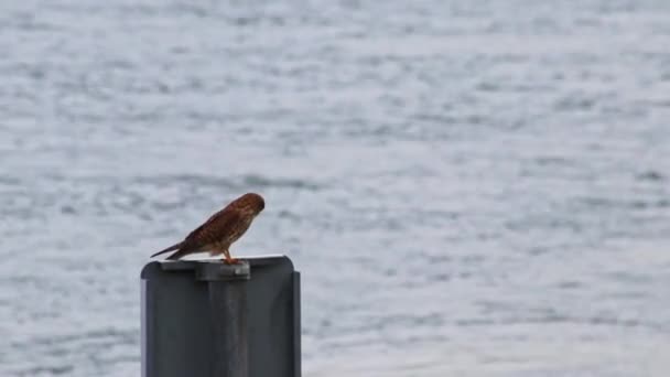 Hungry Hawk Hunting Prey Sitting Urban Sign Riverbank Attentive Watching — Stock Video