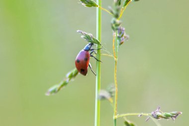 Alandaki dala uğur böceğini kapat