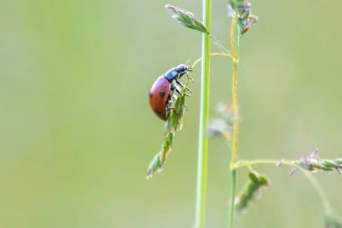 Alandaki dala uğur böceğini kapat