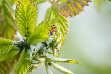 Bitkinin yeşil yaprağında karıncayı kapat