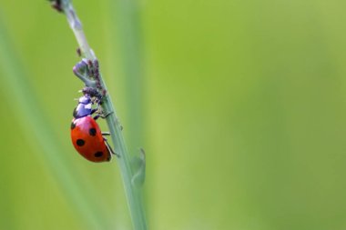 Yararlı böcek böceği kırmızı kanatları ve siyah noktalı bitkileri avlamak biyolojik böcek kontrolü ve doğal düşmanları olan organik tarım için doğal böcek ilacı tarımsal böcek ilaçlarını azaltır.