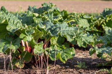 tarlada veya bahçede yetişen organik sebzeler