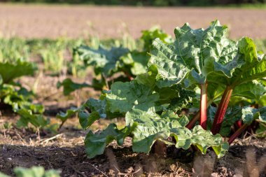 tarlada veya bahçede yetişen organik sebzeler