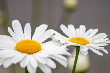 Bahçedeki güzel beyaz papatya çiçekleri