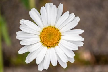 Görüntü arka plan üzerinde papatya çiçek