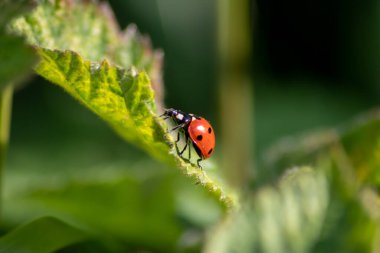 Yararlı böcek böceği kırmızı kanatları ve siyah noktalı bitkileri avlamak biyolojik böcek kontrolü ve doğal düşmanları olan organik tarım için doğal böcek ilacı tarımsal böcek ilaçlarını azaltır.