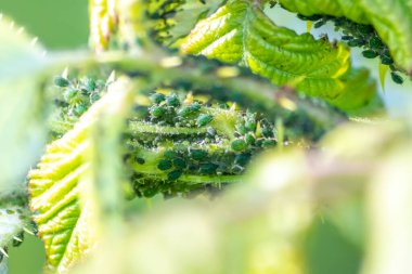Yeşil yaprakların yakın görüntüsü
