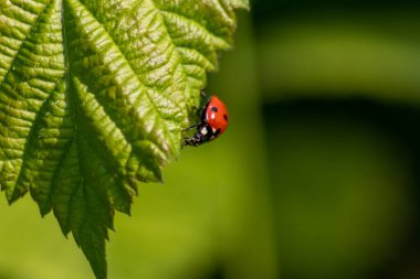 Yararlı böcek böceği kırmızı kanatları ve siyah noktalı bitkileri avlamak biyolojik böcek kontrolü ve doğal düşmanları olan organik tarım için doğal böcek ilacı tarımsal böcek ilaçlarını azaltır.