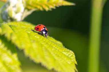 Yararlı böcek böceği kırmızı kanatları ve siyah noktalı bitkileri avlamak biyolojik böcek kontrolü ve doğal düşmanları olan organik tarım için doğal böcek ilacı tarımsal böcek ilaçlarını azaltır.