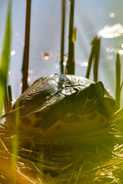 Gölde ya da nehirde yeşil kaplumbağa