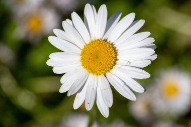 Bulanık bahçede papatya çiçekleri