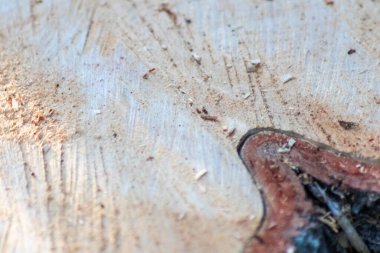 ahşap ağaç gövdesi arka plan dokusu