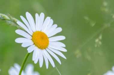 Yeşil bahçede papatya çiçeği