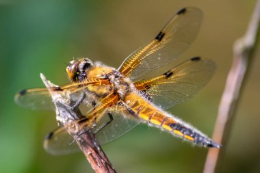 Big golden dragonfly (odonata) warming up on a stone in the sun for the next hunt for insects has big filigree wings, a yellow body and big dark facette eyes as elegant pilot to grab flies and mosquitos