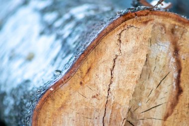 ahşap ağaç gövdesi arka plan dokusu