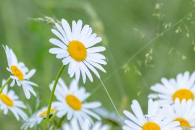 papatya çiçekleri yeşil bahçe