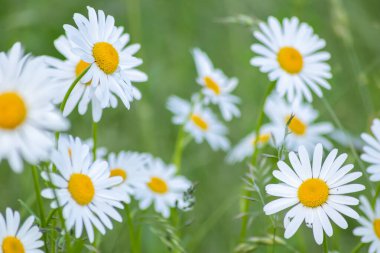 papatya çiçekleri yeşil bahçe