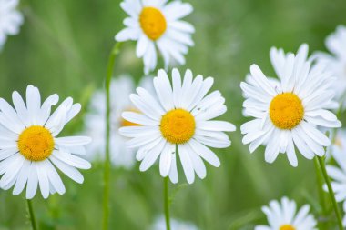 papatya çiçekleri yeşil bahçe