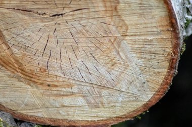 ahşap ağaç gövdesi arka plan dokusu