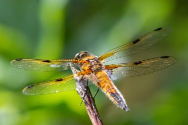Macro of Odonata Libellula depressa with golden body as insect of the year and yellow dragonfly as insect hunter and beneficial animal with filigree wings in close-up macro view at garden pond view