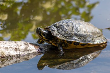 Ormandaki göletteki kaplumbağa manzarasını kapat.