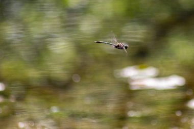 Flying Dragonfly over garden pond or lake in summer season with filigree wings as talented hunter and flying ace over troubled water and elegant insect hunter for next generation insect killers natural pest control