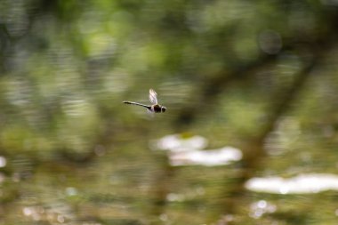 Doğada yusufçuk bulanık suyun üzerinde.