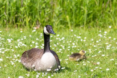 Yaban kazları anne ve bebek yeşil çayırda