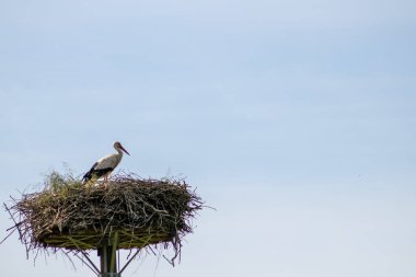 Big white Stork in nest prepares nest for little storks in mating season after migration back to Europe as migrative bird waiting for stork partner in nest to prepare next generation in nest on pile with sky background