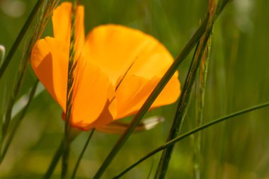 Kapalı - Bahçedeki güzel portakal çiçeği