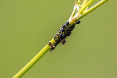 Bulanık yeşil bahçede daldaki karıncalar