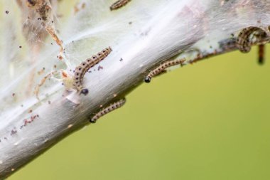 Birçok dönen güve tırtılları ipeksi koza solucanları gibi ağaçları istila edip dev tırtıl kolonileri gibi saldırırlar. Dönen güveye dönüşmeden önce organik tarlalar için tehlikeli bir ipliktir.