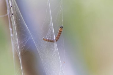 Birçok dönen güve tırtılları ipeksi koza solucanları gibi ağaçları istila edip dev tırtıl kolonileri gibi saldırırlar. Dönen güveye dönüşmeden önce organik tarlalar için tehlikeli bir ipliktir.