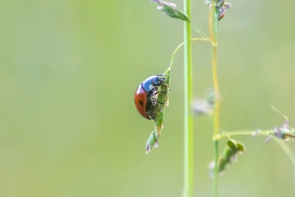 Close Ladybug Branch Field — Stock Photo, Image