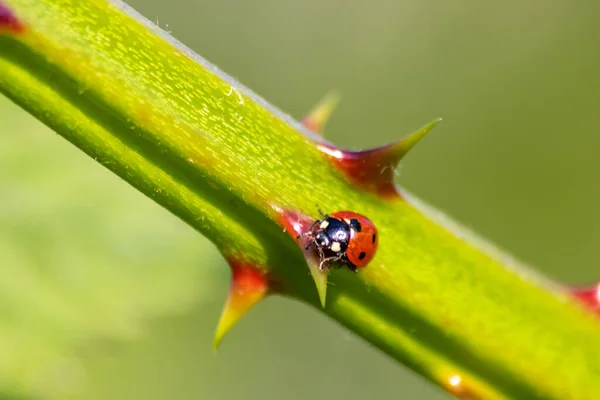 Gunstige Insectenlieveheersbeestjes Rode Vleugels Zwarte Gestippelde Jacht Plantenluizen Als Biologische — Stockfoto