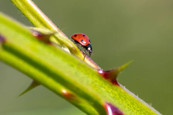 Beneficial Insect Ladybug Red Wings Black Dotted Hunting Plant Louses — Stock Photo, Image